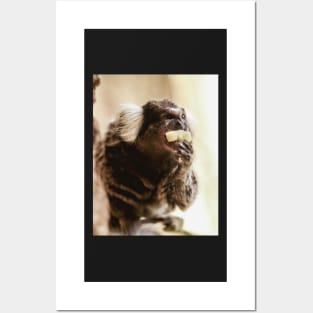 Marmoset | Unique Beautiful Travelling Home Decor | Phone Cases Stickers Wall Prints | Scottish Travel Photographer  | ZOE DARGUE PHOTOGRAPHY | Glasgow Travel Photographer Posters and Art